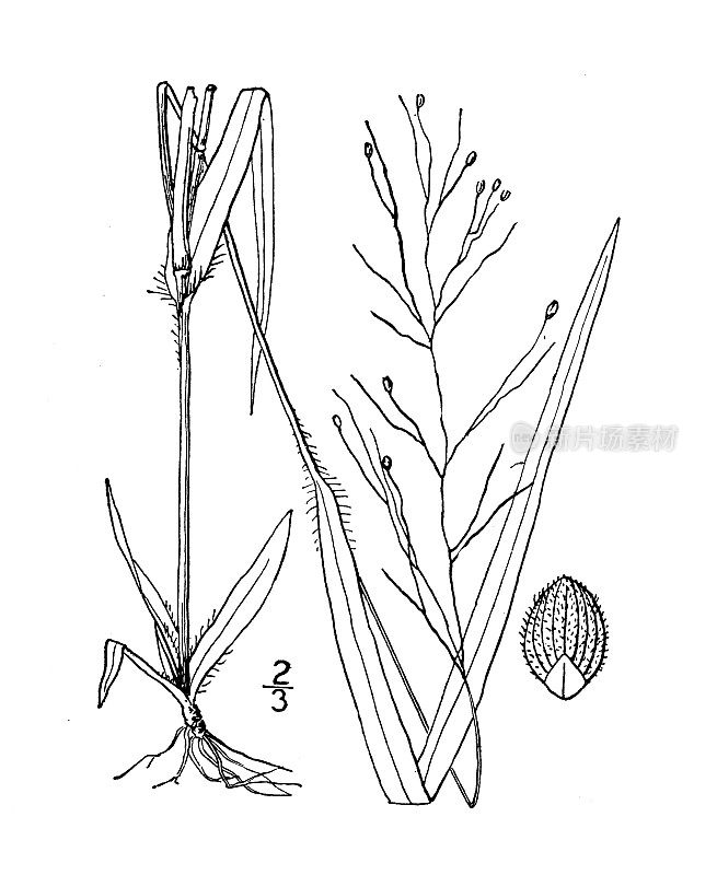 古植物学植物插图:比克奈尔(Panicum Bicknellii)，比克奈尔(Bicknell’s Panicum)